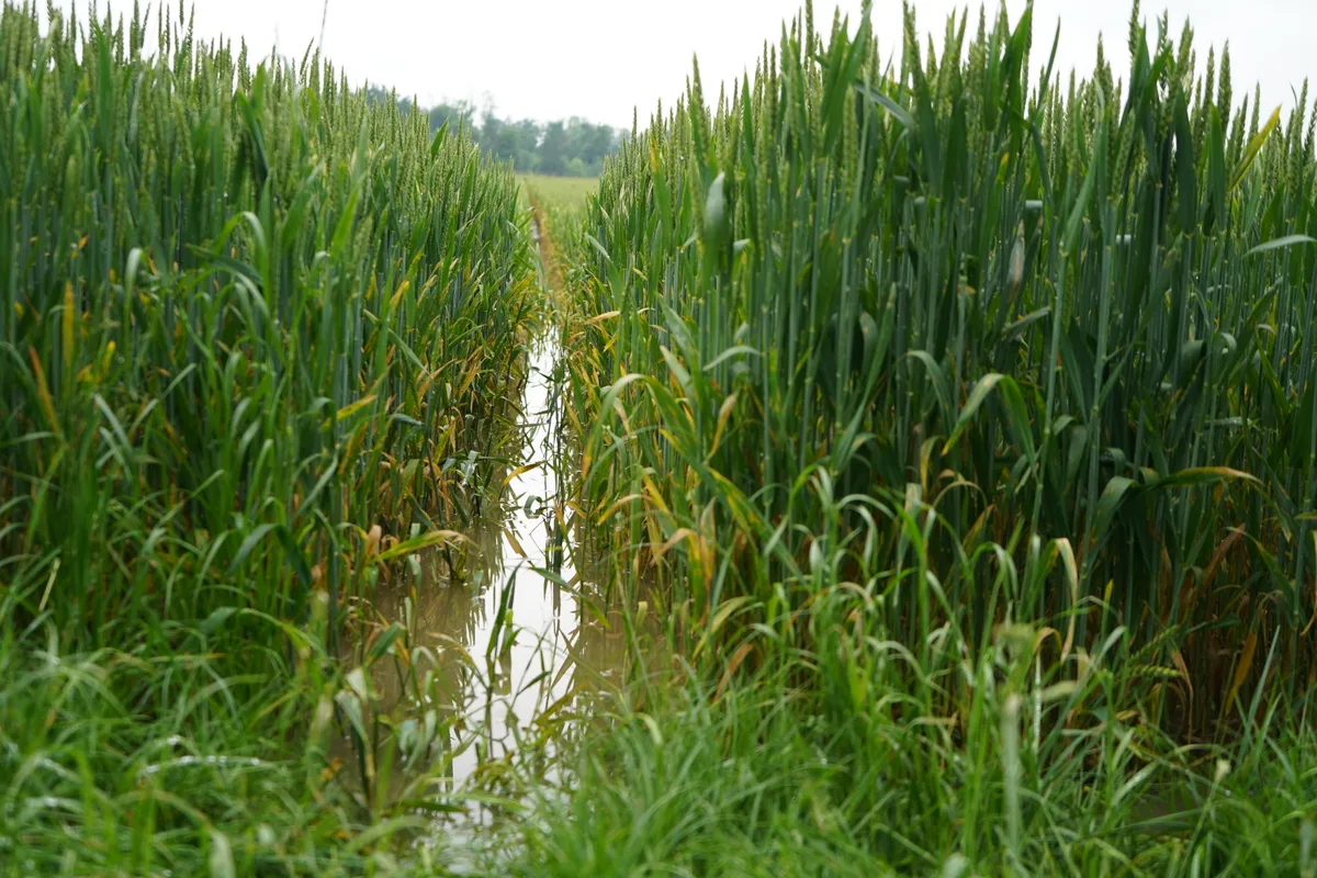 Ein Feld wurde überschwemmt.